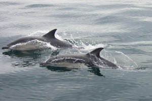 Dolphins in West Cork
