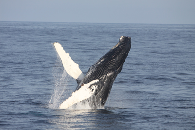 Cork Whale Watching 