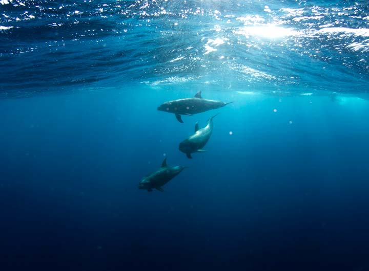 Whale Watching in West Cork