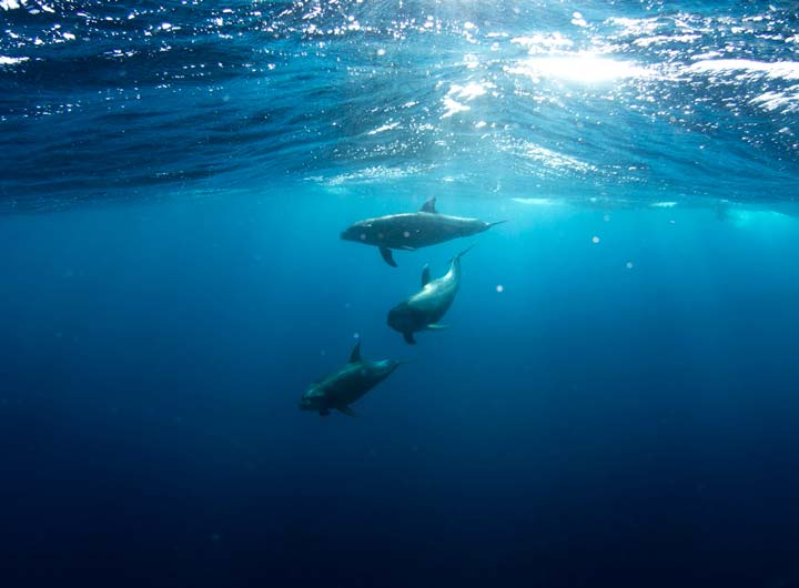 Whale Watching in West Cork